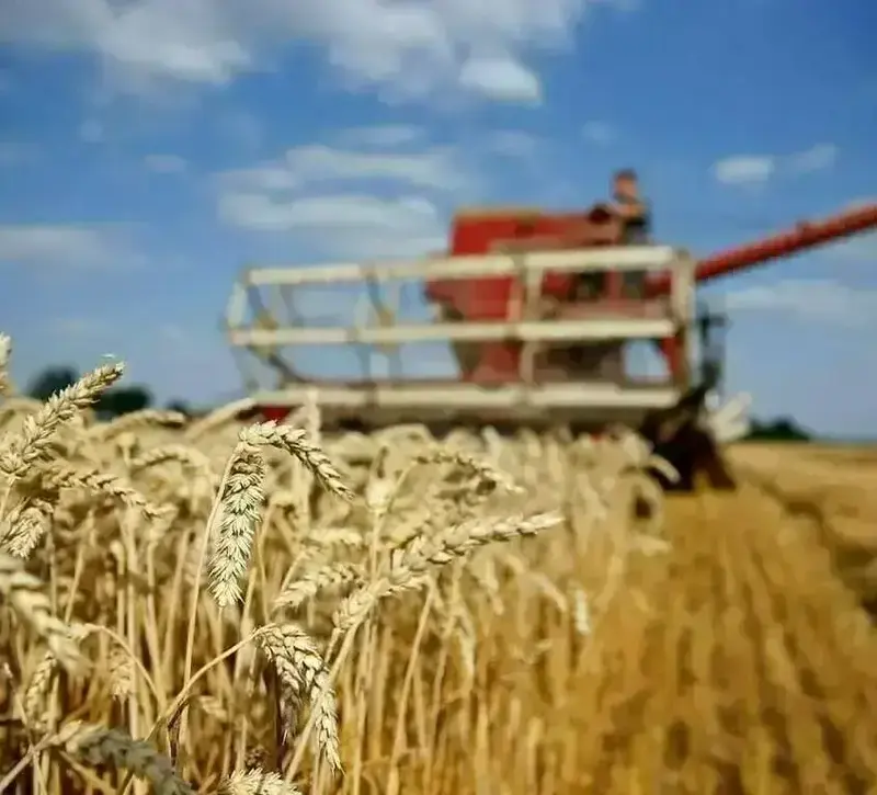 Στα ύψη το σιτάρι μετά τις επιθέσεις στη Μαύρη Θάλασσα – Απειλούνται οι εξαγωγές