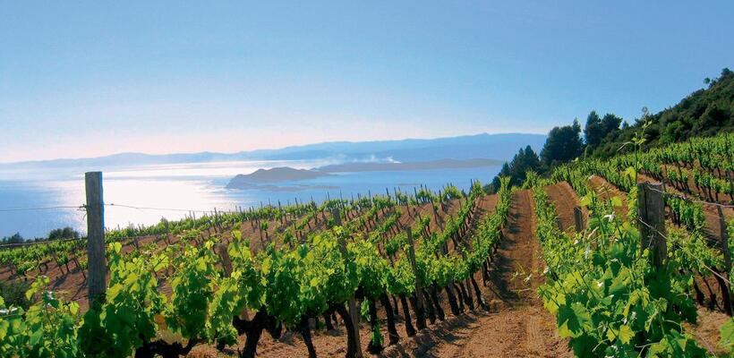 Ανακοινώθηκε δεύτερη προκήρυξη του μέτρου ΕΠΣΑ 1γ-Πράσινος Τρύγος