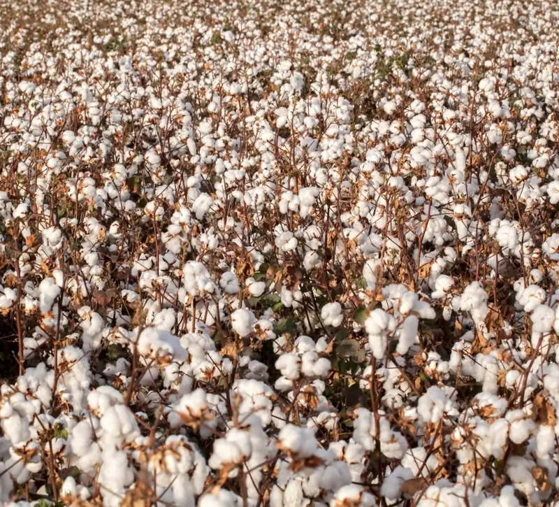 Στροφή 180 μοιρών από τους επενδυτές για το βαμβάκι - «Ταύροι» για πρώτη φορά έπειτα από 2 χρόνια