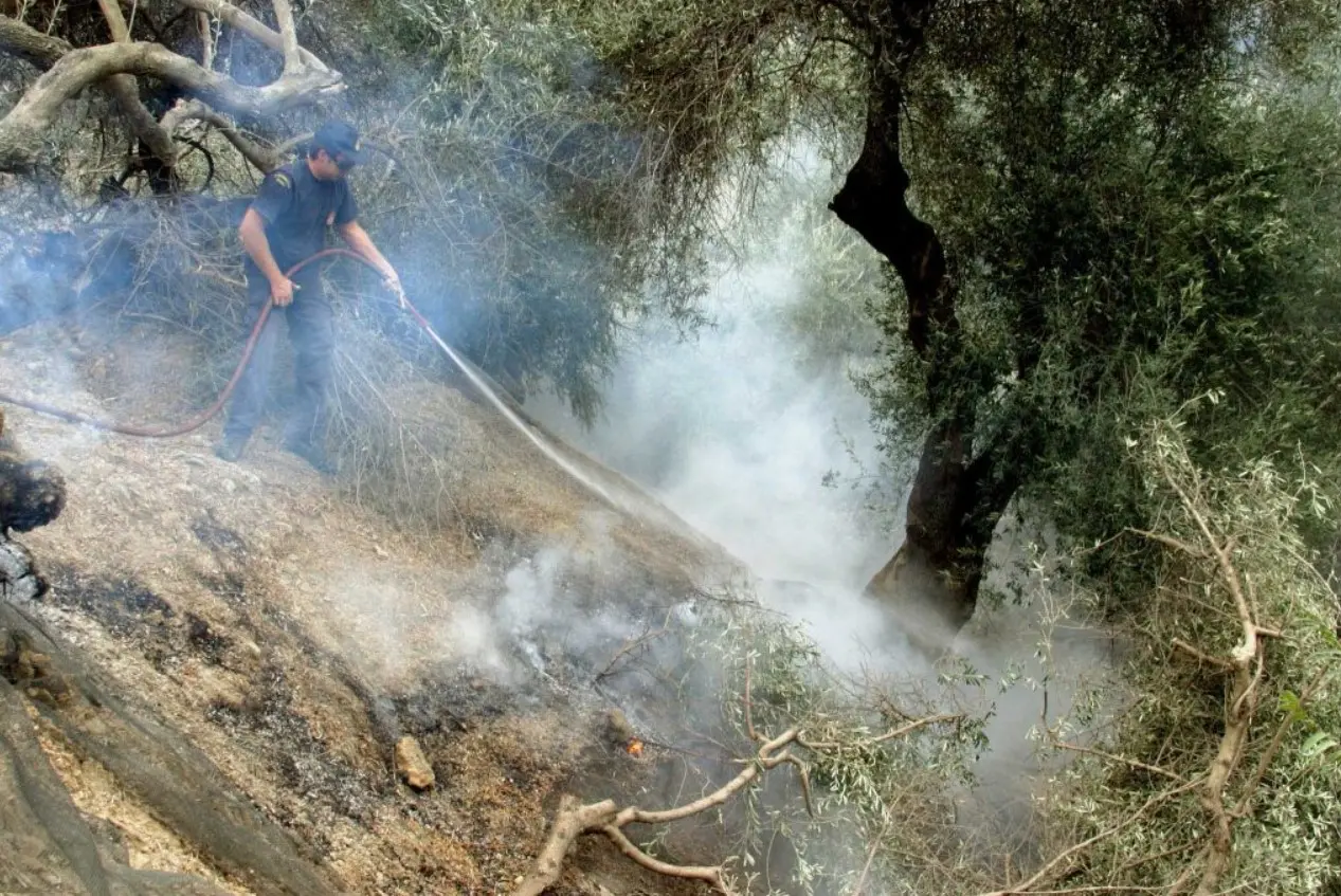 Οι φωτιές απειλούν το ελαιόλαδο - Φόβοι για ράλι τιμών
