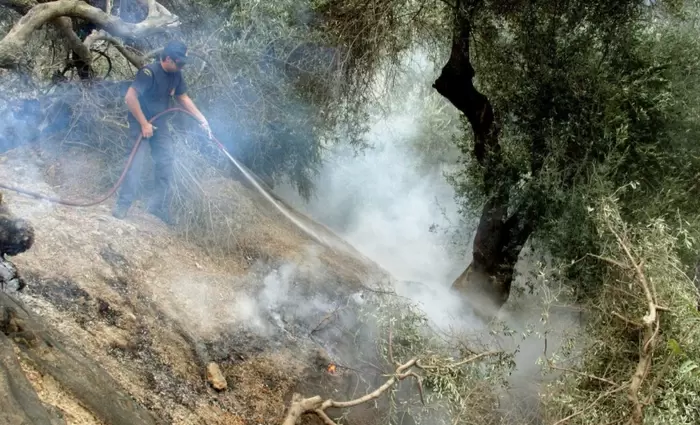 Οι φωτιές απειλούν το ελαιόλαδο - Φόβοι για ράλι τιμών