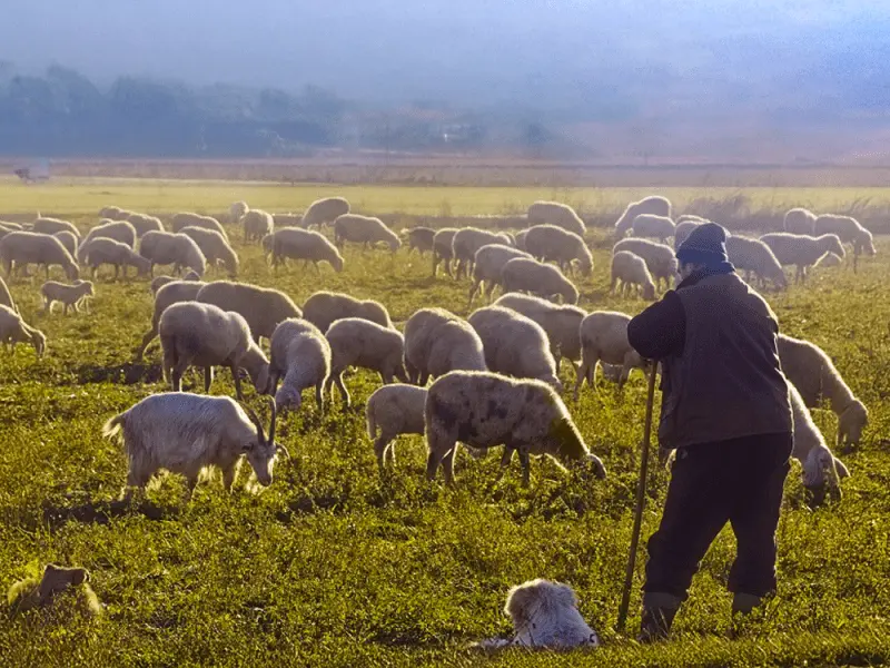 Υπ. Γεωργίας: Πρόστιμο μέχρι €5.000 για παραβίαση μέτρων αφθώδους πυρετού