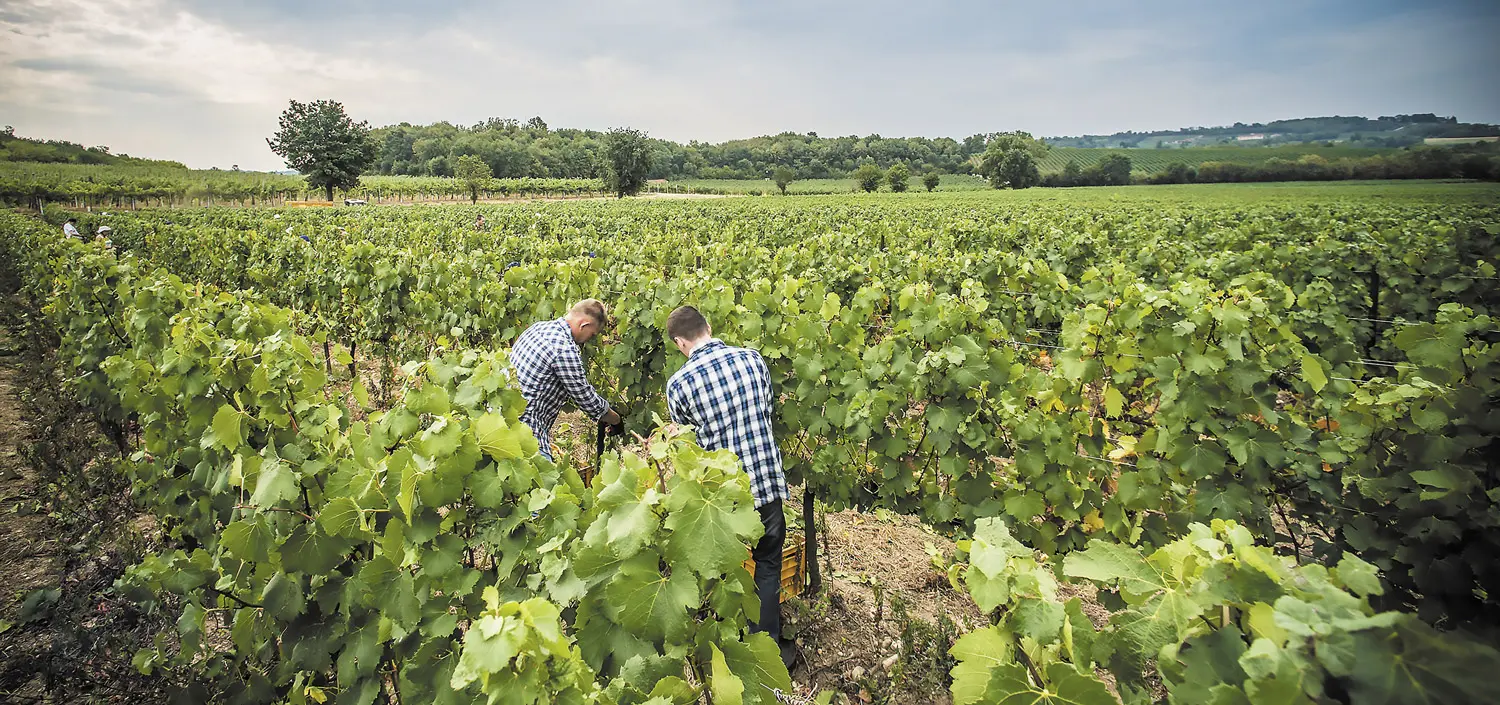 Ενέκριναν οικονομική στήριξη στους οινοπαραγωγούς
