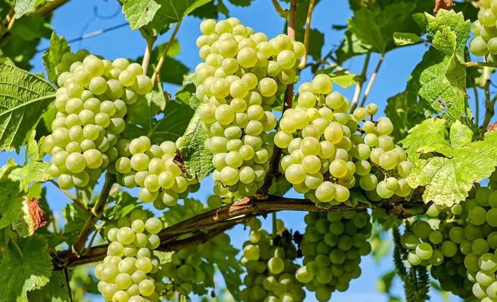 Προθεσμία δήλωσης οίνων και γλευκών