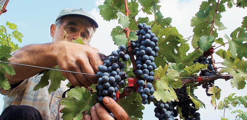 Ολοκληρώθηκαν οι πληρωμές €4.465.000 στον αμπελοοινικό τομέα