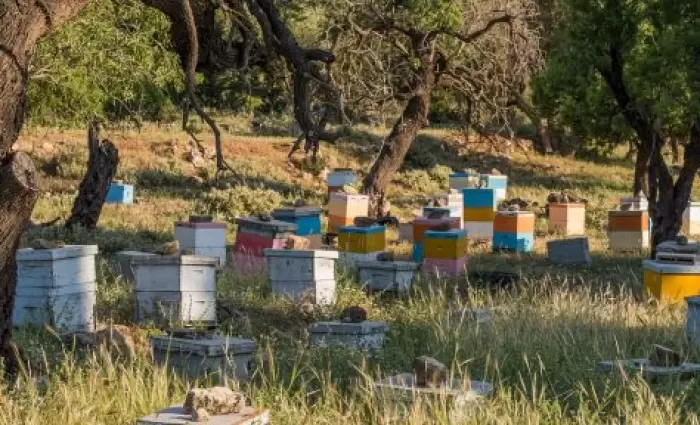 Δραματική μείωση της παραγωγής πευκόμελου στην Κρήτη