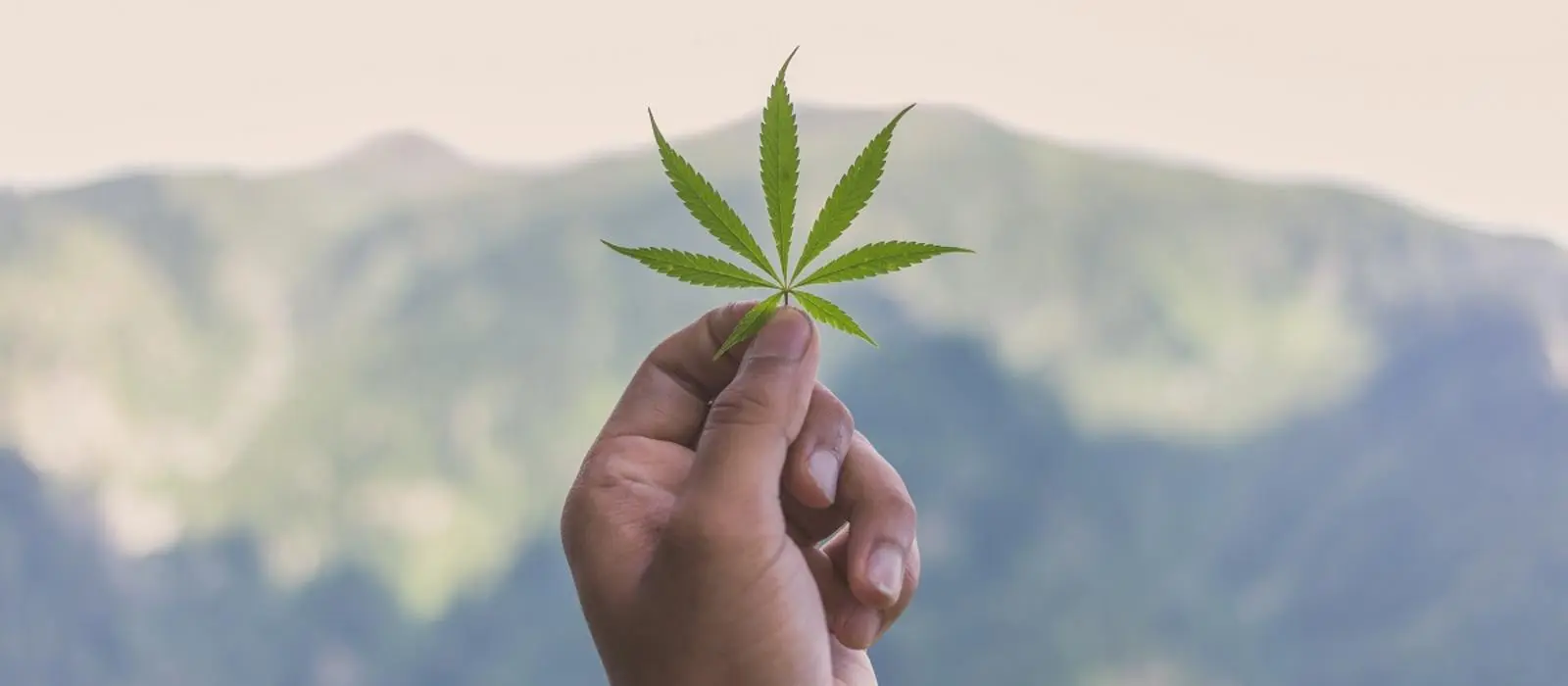 Ελλάδα: Δόθηκαν 10 άδειες για καλλιέργεια φαρμακευτικής κάνναβης