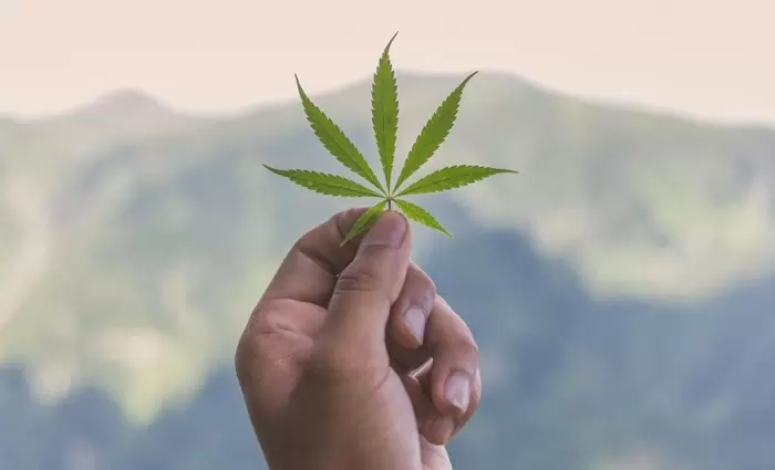 Ελλάδα: Δόθηκαν 10 άδειες για καλλιέργεια φαρμακευτικής κάνναβης