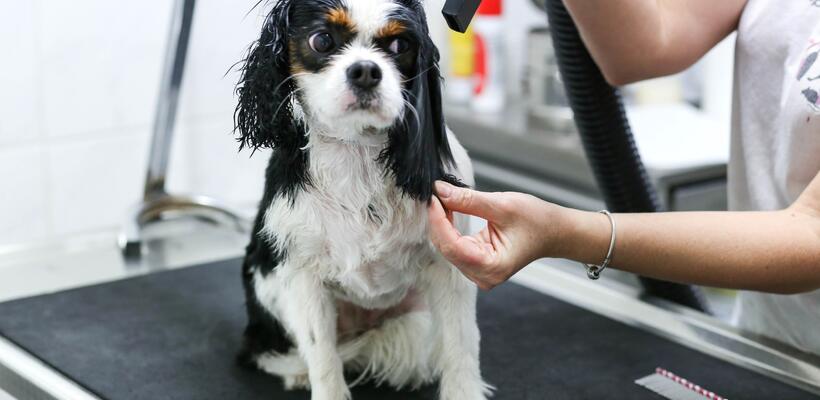 Ανοίγουν τα καταστήματα καλλωπισμού των ζώων