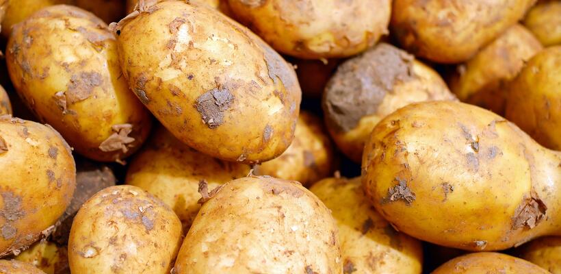 Μέχρι 15 Μαρτίου η υποβολή δηλώσεων ζημιάς από παγετό σε φυτείες πατατών