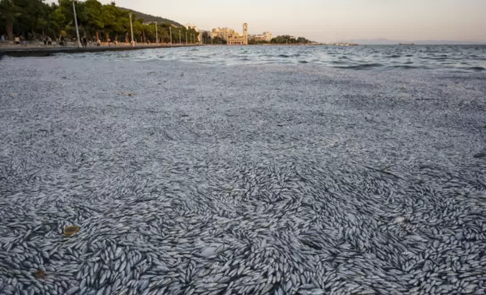 Βόλος: Στα διεθνή ΜΜΕ τα νεκρά ψάρια – Στη δικαιοσύνη θα προσφύγει η Ένωση Ξενοδόχων