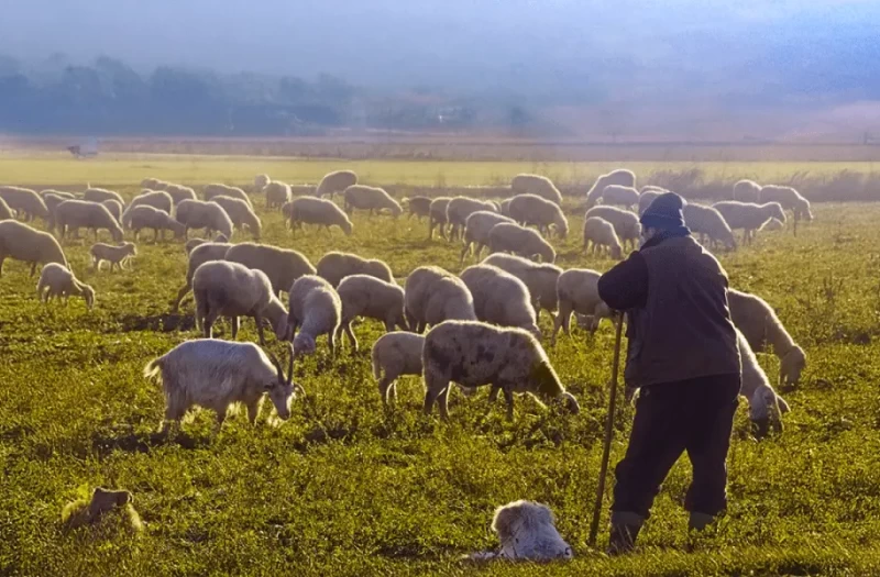Χαλάρωση πρωτοκόλλου για θανατώσεις ζώων ζητούν αγροτικές οργανώσεις από Χριστοδουλίδη