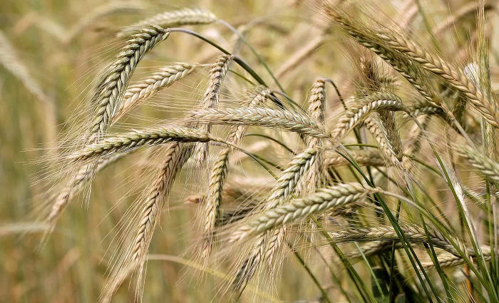 Πρόβλεψη για τριψήφια αύξηση της απόδοσης κριθαριού στην Κύπρο το 2026