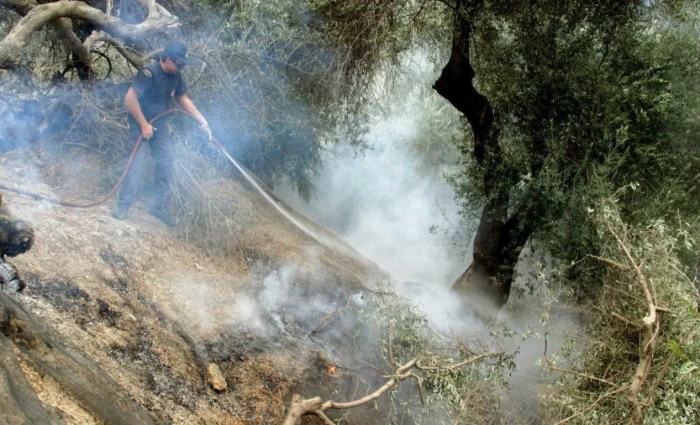 Οι φωτιές απειλούν το ελαιόλαδο - Φόβοι για ράλι τιμών