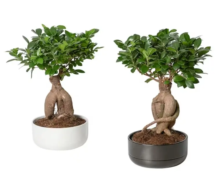 Το Υπουργείο Γεωργίας καλεί τους καταναλωτές σε εξάλειψη φυτών