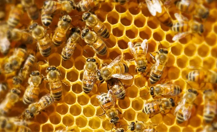 Οικονομική στήριξη στους μελισσοκόμους