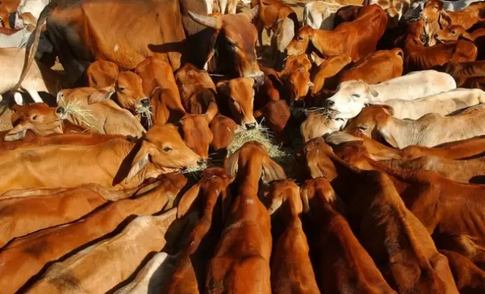 Στον δρόμο για λιγότερα αντιβιοτικά στην κυπριακή κτηνοτροφία: Πρόοδος και προκλήσεις