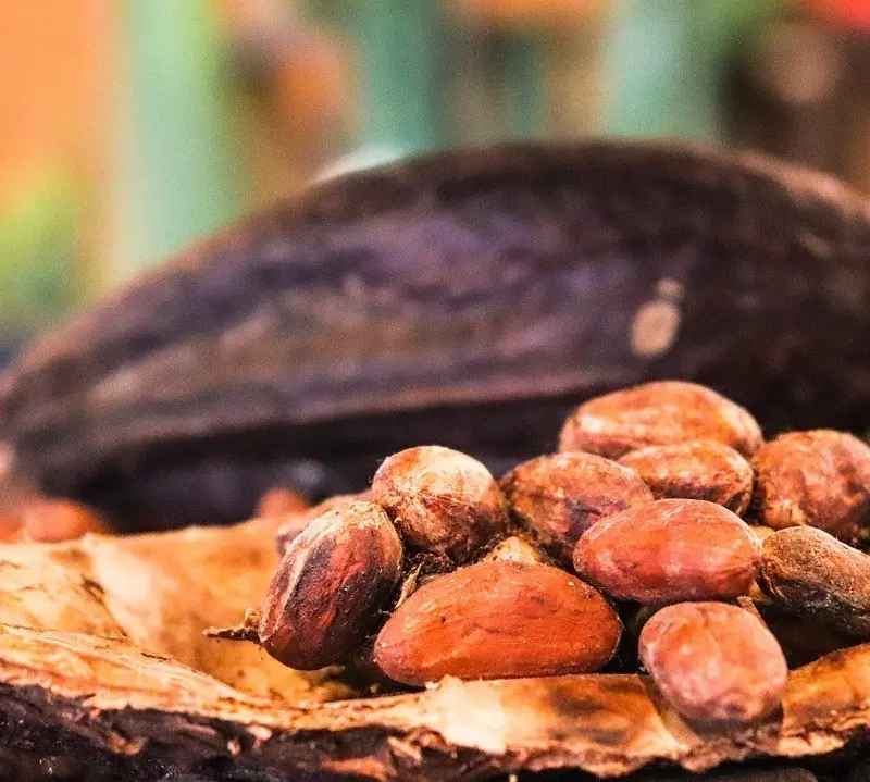 Κακάο: Η κατάρρευση των τιμών γεννά ελπίδες για ανάκαμψη της ζήτησης και φθηνότερη σοκολάτα