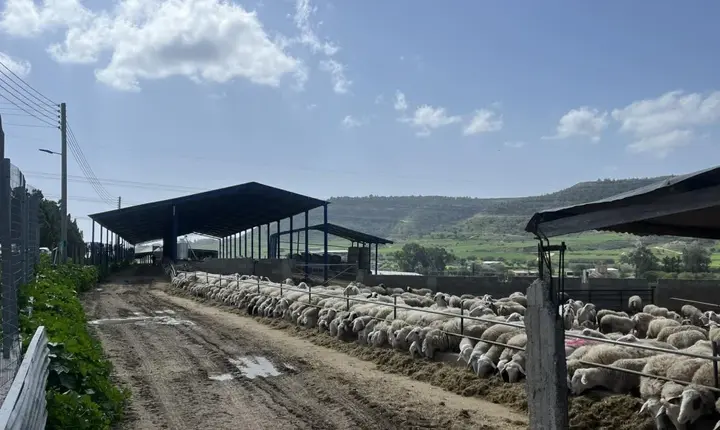 Αυστηρότερα μέτρα για τον αφθώδη πυρετό με νέο διάταγμα