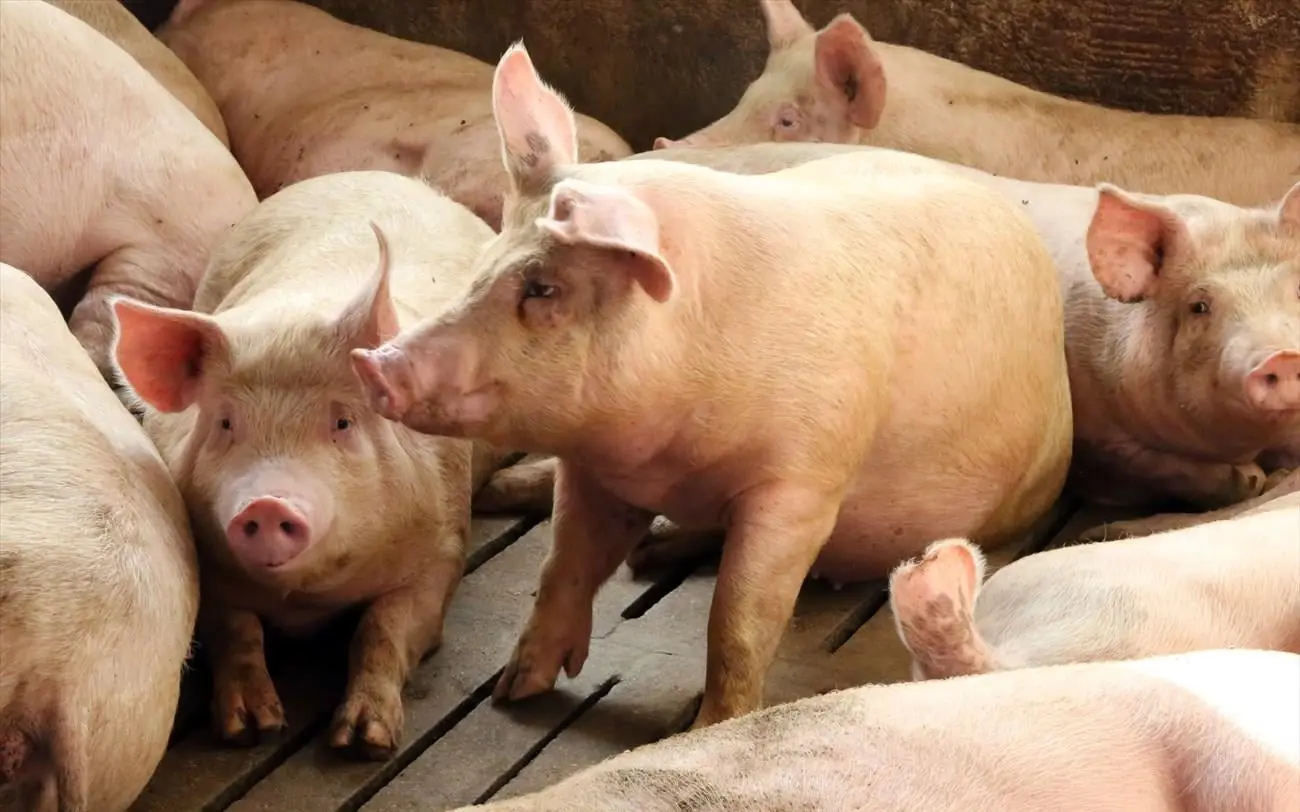 Επιβεβαιώθηκε κρούσμα αφθώδους πυρετού σε χοιροστάσιο στη Λευκωσία