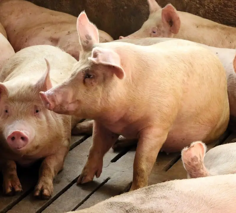 Επιβεβαιώθηκε κρούσμα αφθώδους πυρετού σε χοιροστάσιο στη Λευκωσία