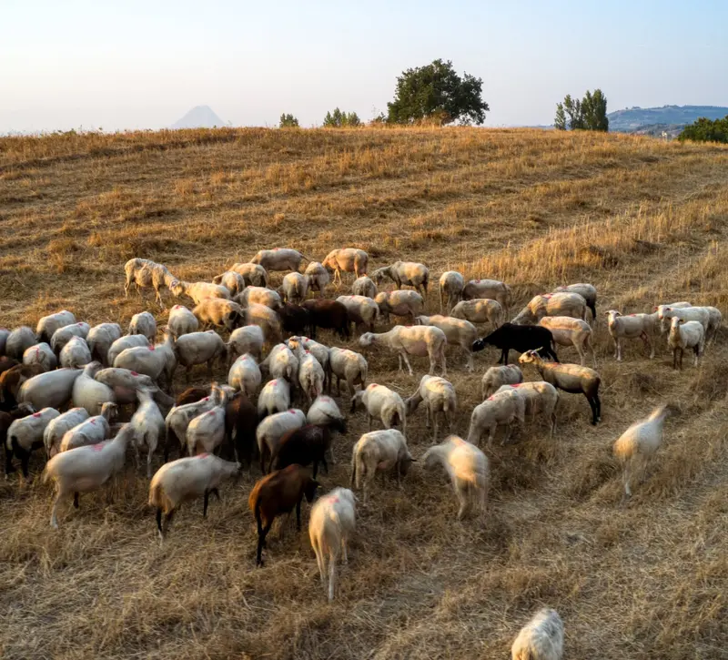 Στο 85% ο εμβολιασμός των βοοειδών και στο 45% των αιγοπροβάτων παγκύπρια