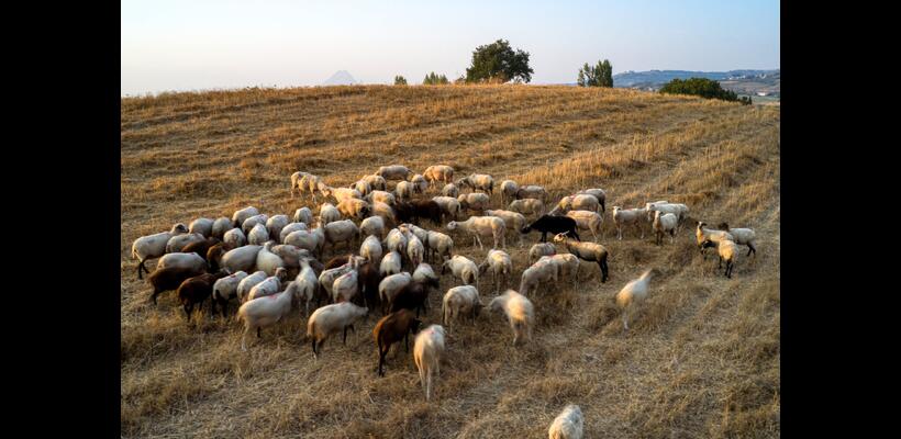 Στο 85% ο εμβολιασμός των βοοειδών και στο 45% των αιγοπροβάτων παγκύπρια
