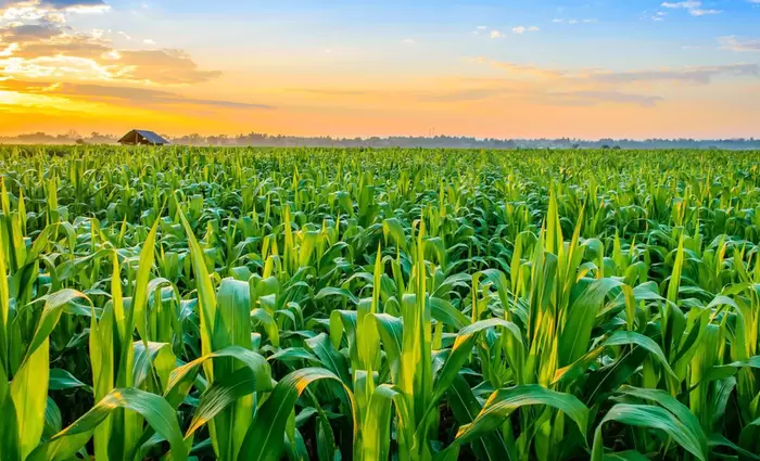 «Μίνι υπερκύκλο» προβλέπουν οι traders στα αγροτικά προϊόντα