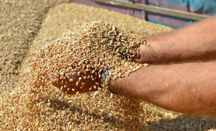 «Έγκλημα πολέμου» η παρεμπόδιση εξαγωγών ουκρανικών σιτηρών