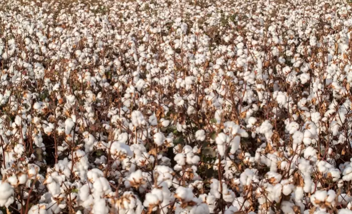 Στροφή 180 μοιρών από τους επενδυτές για το βαμβάκι - «Ταύροι» για πρώτη φορά έπειτα από 2 χρόνια