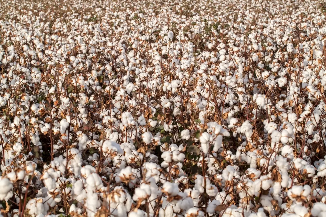 Στροφή 180 μοιρών από τους επενδυτές για το βαμβάκι - «Ταύροι» για πρώτη φορά έπειτα από 2 χρόνια