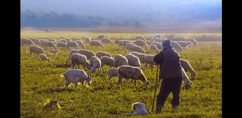 Χαλάρωση πρωτοκόλλου για θανατώσεις ζώων ζητούν αγροτικές οργανώσεις από Χριστοδουλίδη