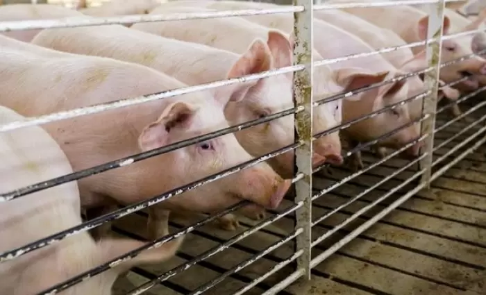 Εγκρίθηκε το σχέδιο στήριξης €1,65 εκατ. για τη χοιροτροφία