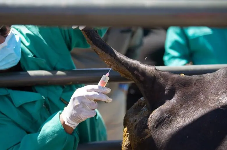 Τα εμβόλια για τον αφθώδη πυρετό έφτασαν εγκαίρως πριν κλείσει το αεροδρόμιο του Ντουμπάι λόγω πολέμου