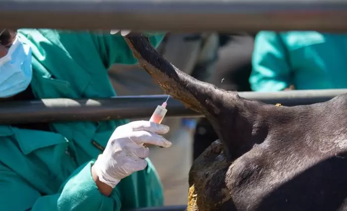 Τα εμβόλια για τον αφθώδη πυρετό έφτασαν εγκαίρως πριν κλείσει το αεροδρόμιο του Ντουμπάι λόγω πολέμου
