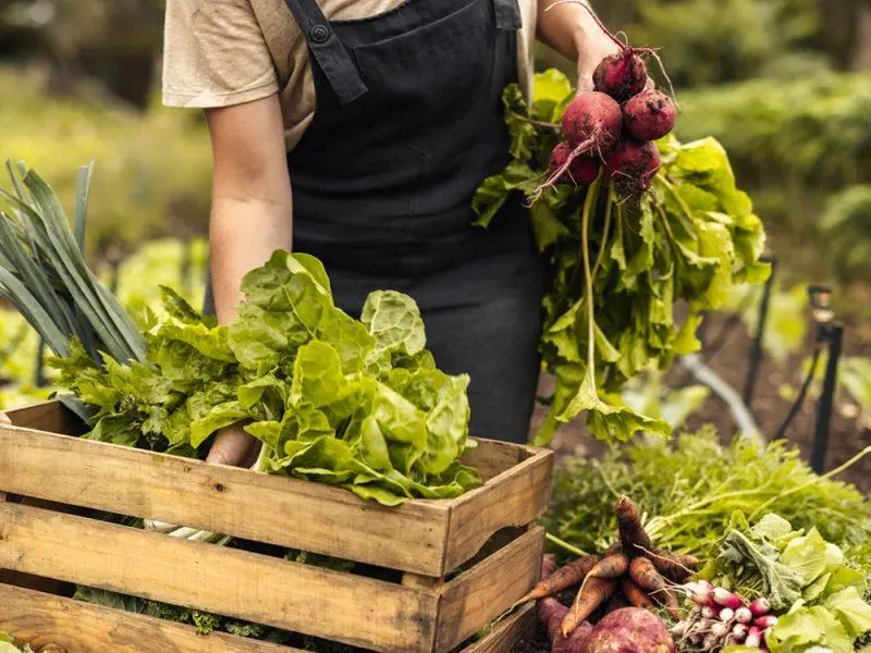 Σχέδιο στήριξης αγροτών για λιπάσματα και εφόδια λόγω ενεργειακής κρίσης