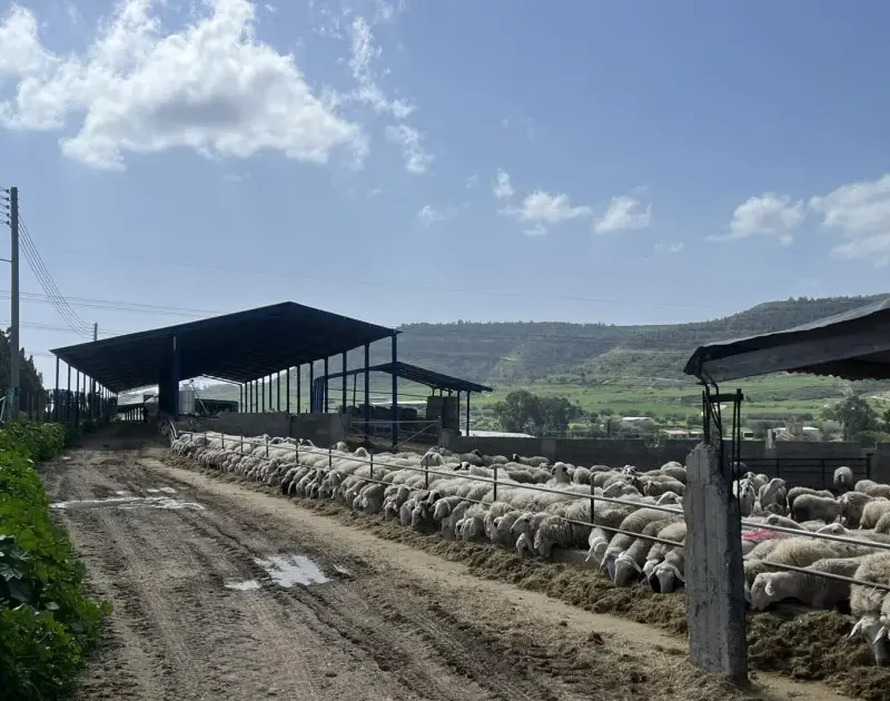 Αφθώδης πυρετός: Πρόστιμα χιλιάδων ευρώ για παραβίαση των μέτρων