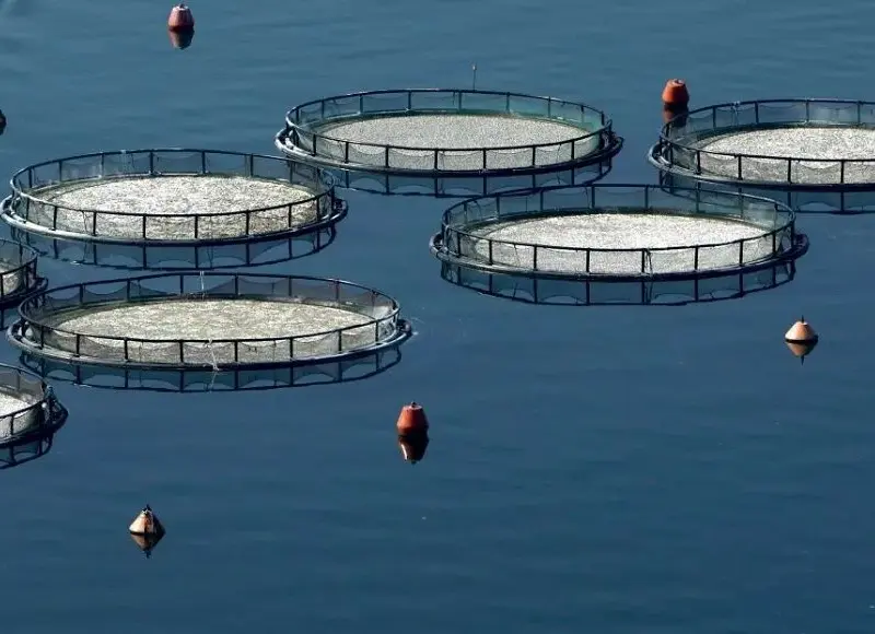 Αλιεία: Τα σοκ που προκάλεσαν τράνταγμα στην αγορά