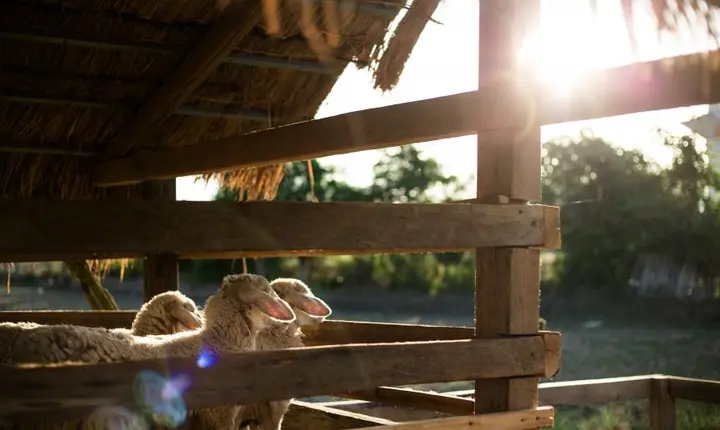 «Είμαστε ακόμη στην αρχή - Η καταπολέμηση του αφθώδους πυρετού ενδεχομένως να πάρει έξι μήνες»