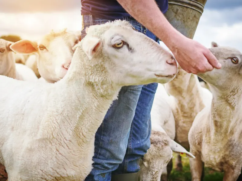 €3.88 εκατ. κατέβαλε ο ΚΟΑΠ για τη συνδεδεμένη ενίσχυση αιγοπροβάτων 2025