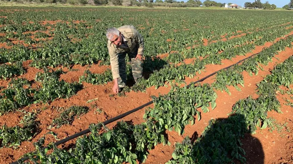 Κοκκινοχώρια: Ζημιές άνω του 40% στις πατατοφυτείες από τις βροχές