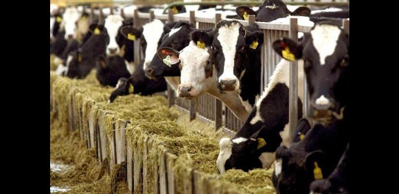 Αγελαδοτρόφοι: Ανάγκη ενίσχυσης επιτήρησης της Πράσινης Γραμμής