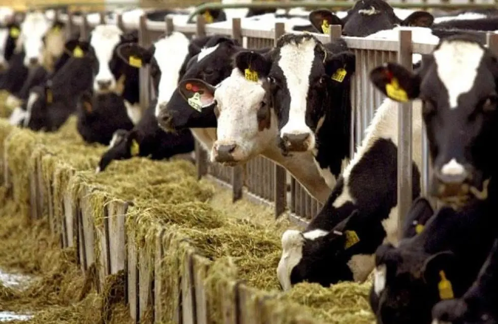 Αγελαδοτρόφοι: Ανάγκη ενίσχυσης επιτήρησης της Πράσινης Γραμμής