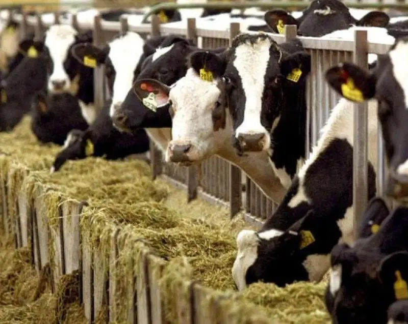 Αγελαδοτρόφοι: Ανάγκη ενίσχυσης επιτήρησης της Πράσινης Γραμμής