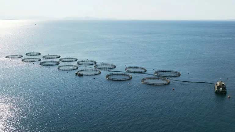 Στρατηγική για ανταγωνιστική υδατοκαλλιέργεια