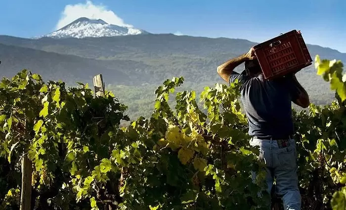 Σε ιστορικά χαμηλά επίπεδα η παραγωγή κρασιού στη Γαλλία