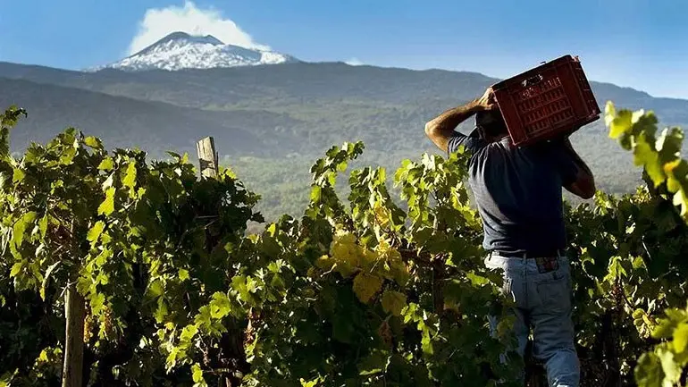 Σε ιστορικά χαμηλά επίπεδα η παραγωγή κρασιού στη Γαλλία
