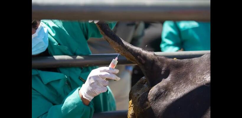 Έχουν θανατωθεί 1.300 αιγοπρόβατα - Εκκρεμεί η θανάτωση 2.700