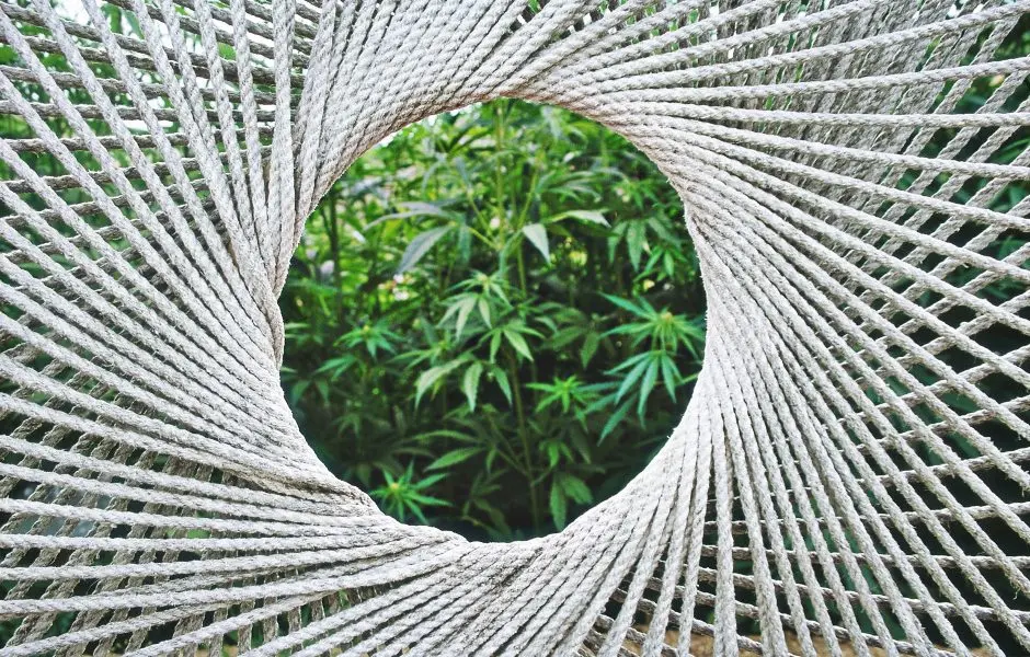 Την Παρασκευή στην Βουλή οι κανονισμοί για εμπόριο σπόρων βιομηχανικής κάνναβης