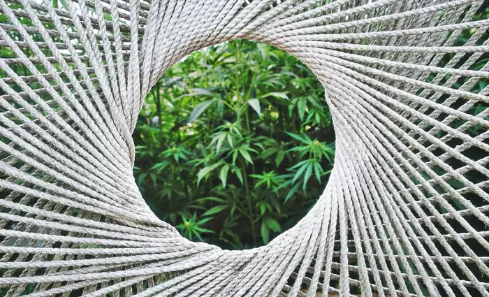 Την Παρασκευή στην Βουλή οι κανονισμοί για εμπόριο σπόρων βιομηχανικής κάνναβης